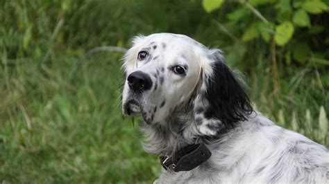 1920x1080 Dog Muzzle Spotted Fluffy Grass Wallpaper 