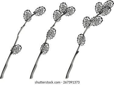 Pussy Willow Branches Stock Vector Royalty Free Shutterstock