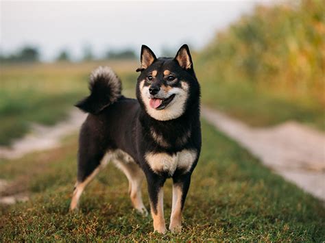 【犬種図鑑】柴犬の性格や特徴、飼い方について知ろう