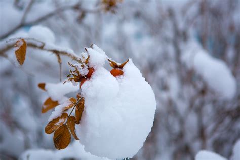 Ягода шиповника в снегу. Фото