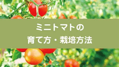 ミニトマトの育て方・栽培方法 Em家庭菜園アオゾラ