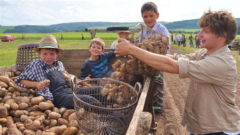 Kartoffeln Ernten Wie Fr Her