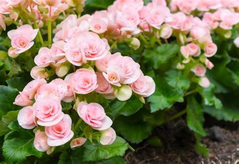 10 Different Flowers That Almost Look Like Roses - Gardening Chores
