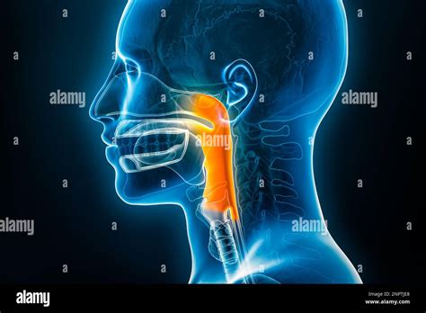Medicina Anatomia De La Faringe Bilarasa