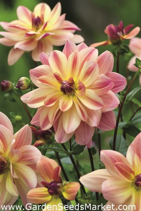 Dahlia Glad Sommerfugl Garden Seeds Market Gratis Fragt