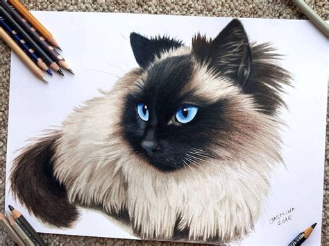 Siamese Cat. Realistic Animal Portraits with Colored Pencils. By