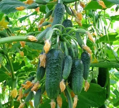 Огурцы "Пучковое великолепие": описание, фото и отзывы