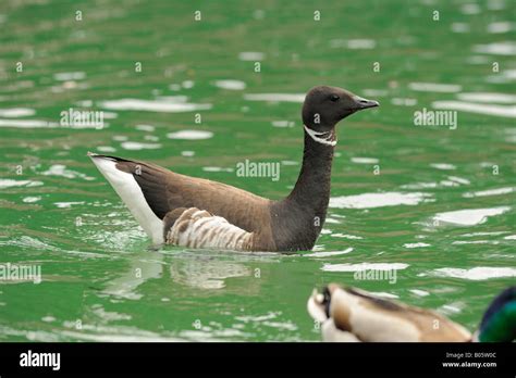 American Brant Brent Goose Branta Bernicla Stock Photo Alamy