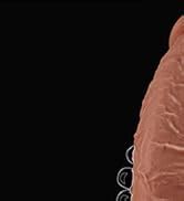 Amazon Diameter Huge Thick Dildo For G Spot Stimulation Orgasm Inch Big Black