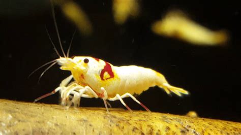 Pure Red Line Shrimp Youtube