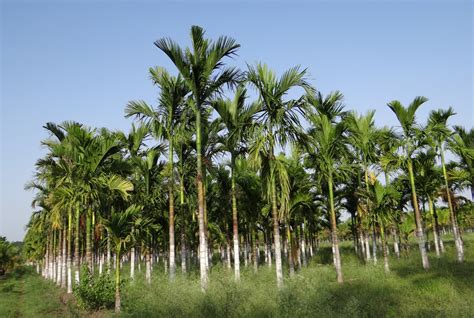 gambar pohon menanam botani pertanian flora tumbuh tumbuhan