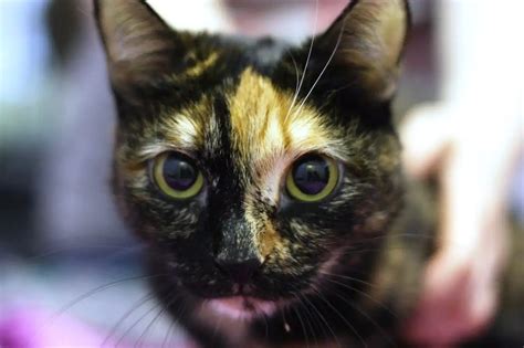 Кошка Черри ищет семью | uCrazy.org