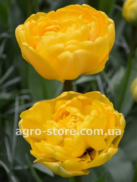 Купити тюльпан махровий пізній Yellow Pomponette (Єллоу Помпонетт)