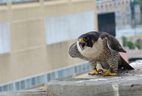 PA Falcon Cam | Department of Environmental Protection | Commonwealth