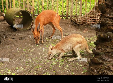 Indian Muntjac. The Indian Muntjac Muntiacus muntjak is also commonly ...