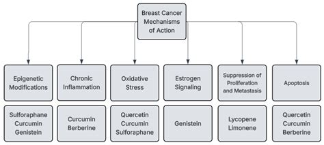 Phytochemicals in Breast Cancer Prevention and Therapy: Mechanisms