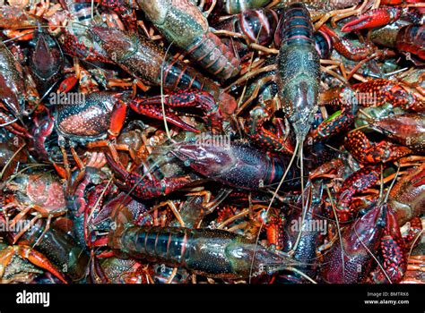 Big Collection Of Live Louisiana Crawfish Cambaridae Ready For