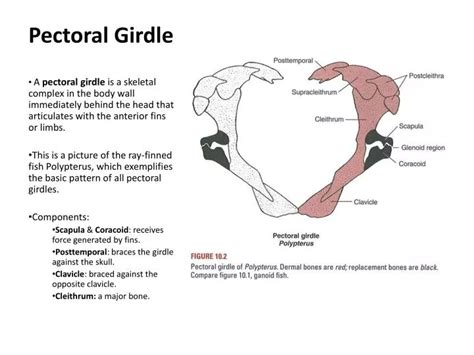 Pectoral Girdle Function