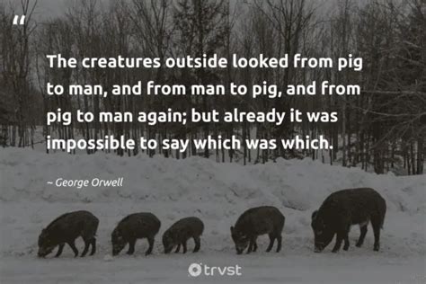 25 Pig Quotes to Adore the Lovable Swine (2024)