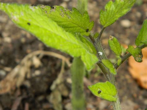 Gardens Insects Black Bugs On Tomato Plant Revisited Answered