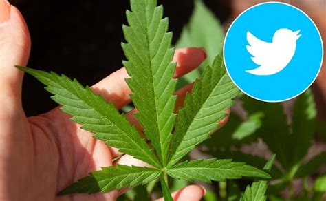 Twitter Se Convierte En La Primera Red Social Con Anuncios De Marihuana