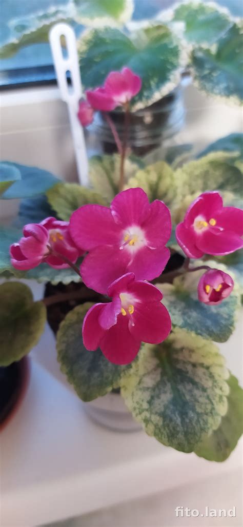 Фиалка Mac's Scorching Sun