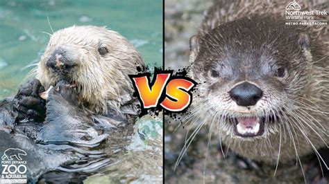 River Otter Vs Sea Otter