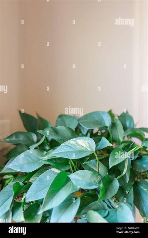 Pothos Plant Hi Res Stock Photography And Images Alamy