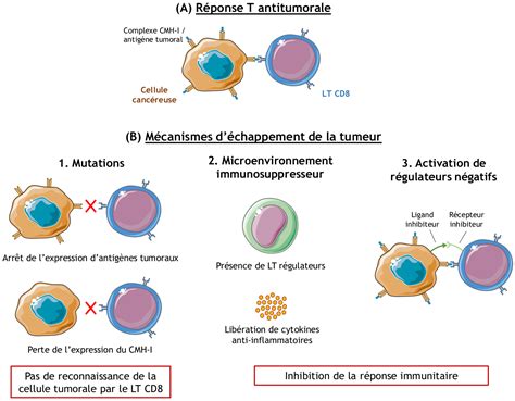 Immunoth Rapie Et Cancers Planet Vie