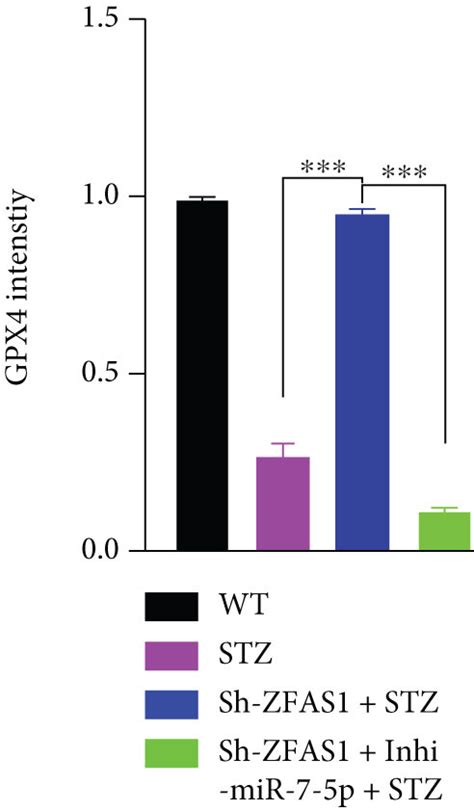 Mir 7 5p Knockdown Partially Reverses The Functional Effect Of Zfas1 Download Scientific