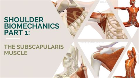 Shoulder Biomechanics In Yoga Part 1the Subscapularis Muscle