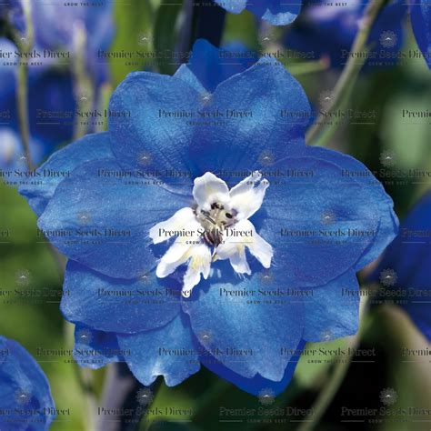 Delphinium Pacific Giant Blue Bird Delphinium Premier Seeds Direct Ltd