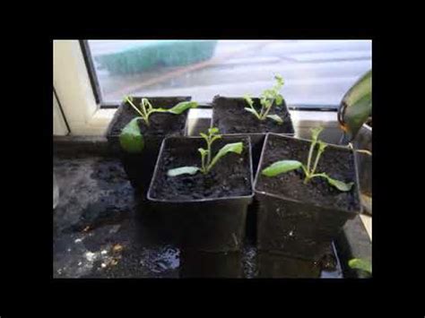 СТЕВИЯ. Наш опыт выращивания медовой травы. - YouTube