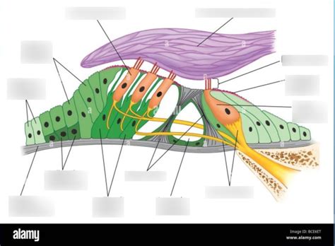 Organ Of Corti Diagram Diagram Quizlet