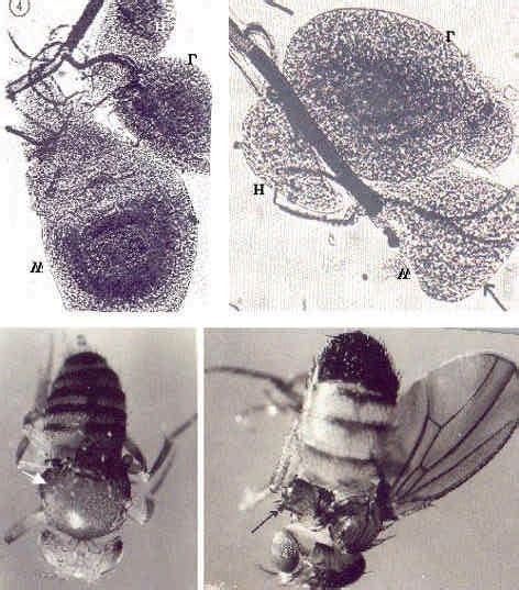 Adult Flies And Imaginal Discs Of Wingless A Wingless Fly With