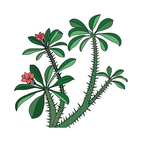 Charming Thorny Devil Plant Display 57608546 Vector Art at Vecteezy