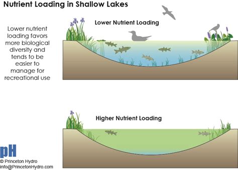 deep  shallow lakes lets explore  differences princeton hydro