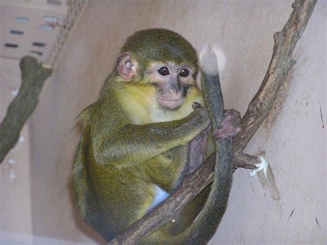 Мартышка карликовая талапойн | zoo-ekzo.ru - Экзотические животные