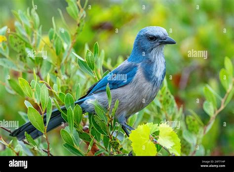 Florida Scrub Jay Florida Stock Photo Alamy