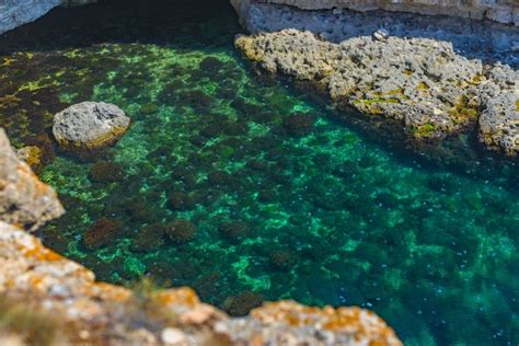 Congesti N Millones De Medusas Flotando En La Laguna Del Mar Como