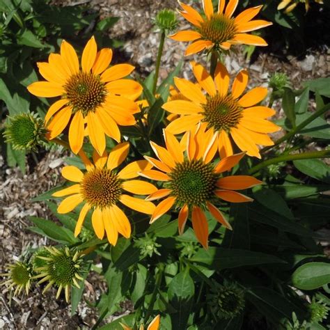 Echinacea Artisan™ Ombre Yellow Coneflower Garden Center Marketing