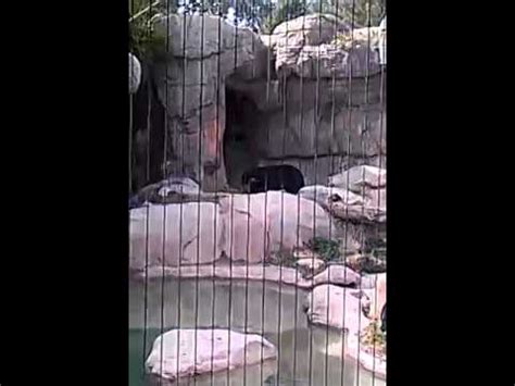 Bears Having Sex YouTube