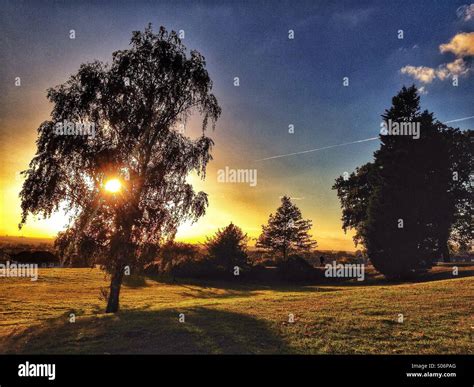 Trees in a park at sunset Stock Photo - Alamy