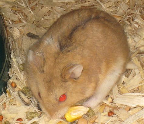 Hamsters For Sale