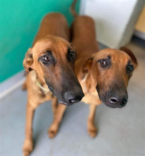 Tulare County Animal Services Deserves a Shout Out - Valley Voice