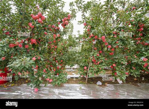 Apple Trees Full of Fruits, North China Stock Photo - Alamy