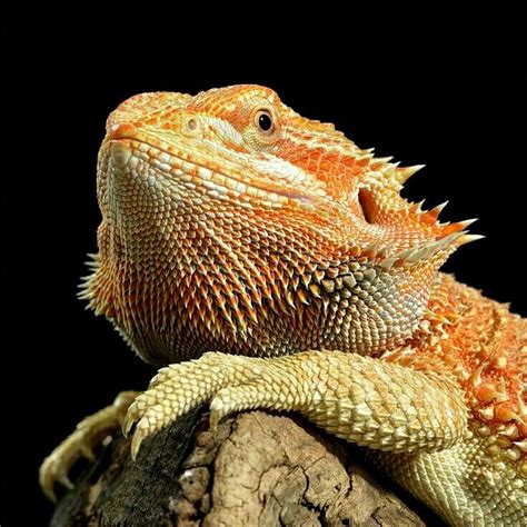 The red morph of the bearded dragons has a coloration that ranges from