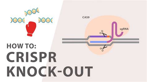 How To Perform A CRISPR Knockout Experiment YouTube