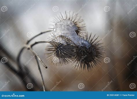 Frozen Burdock Stock Image Image Of Frozen Flower Background 25514581