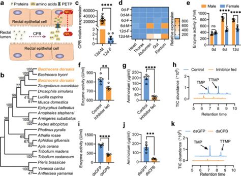 The Sexual Dimorphism In Rectum And Protein Digestion Pathway Influence Sex Pheromone Synthesis